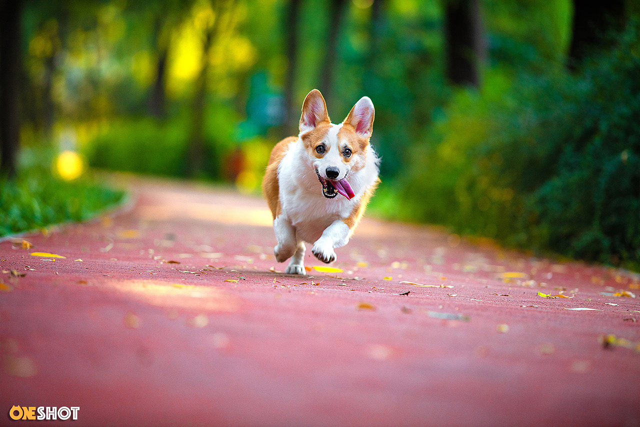 感受一下一只全速向你驶来的激萌小短腿（图ZMTc2NjExNDYw） - 宠物摄影 - 站酷设计师WildKay原创素材 - 站酷ZCOOL