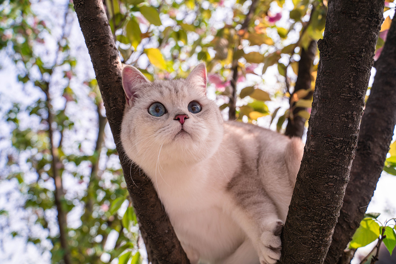 猫面桃花相印红