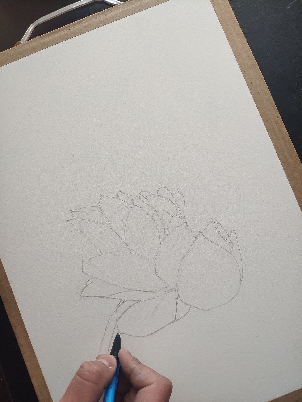 荷（图ZMjc0NTU2NDY0） - 绘画 - 站酷设计师马行画彩铅原创素材 - 站酷ZCOOL