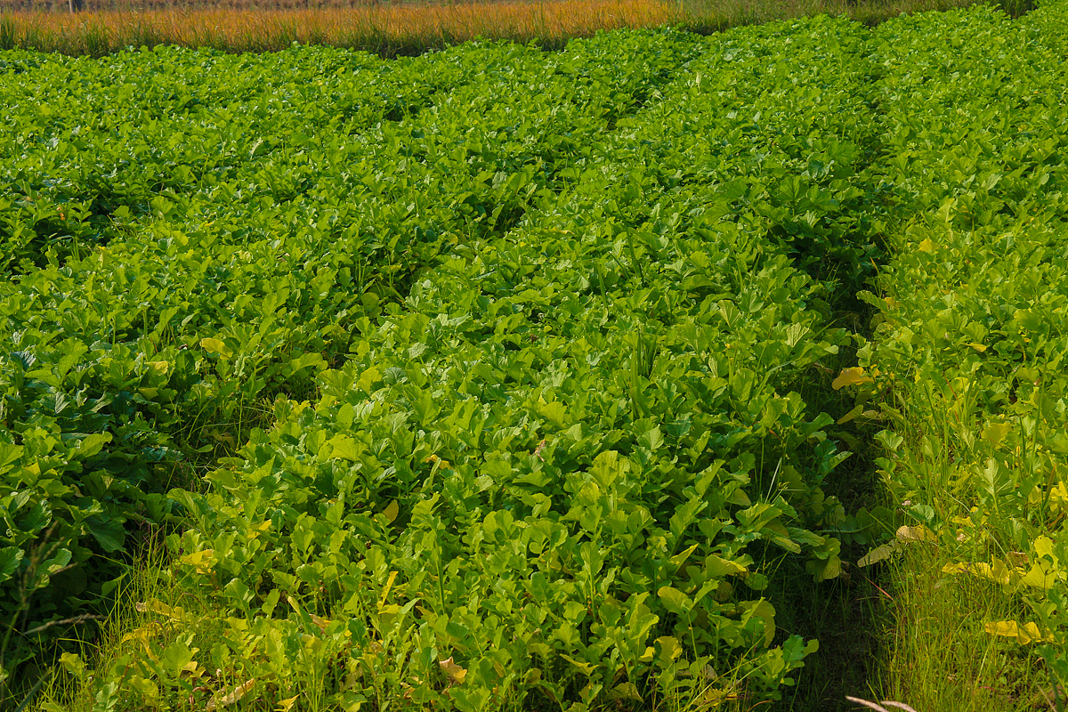 阳先森萝卜干制作（图ZNjI3NjM4ODg=） - 产品摄影 - 站酷设计师阳先森原创素材 - 站酷ZCOOL