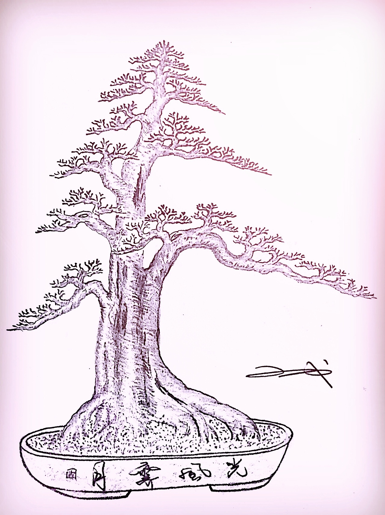 一棵对节白蜡盆景的设计效果图