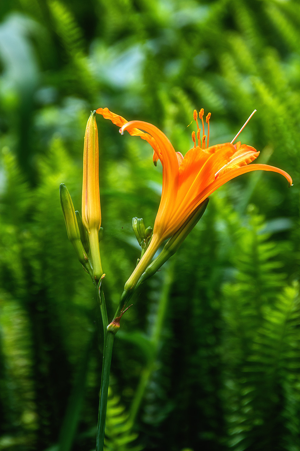 【花卉】萱草|摄影|风光摄影|渔舟晚风_原创作品-站酷zcool