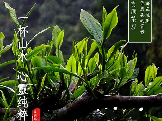 茶（ 茉莉  毛峰   碧螺春  云雾）