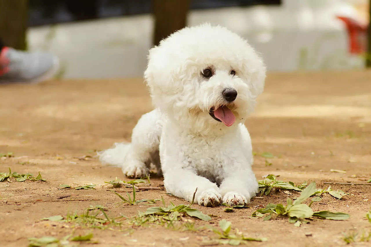 2018宠物合集（图ZMTQ0MDU5MjQw） - 宠物摄影 - 站酷设计师黑猫姐姐原创素材 - 站酷ZCOOL