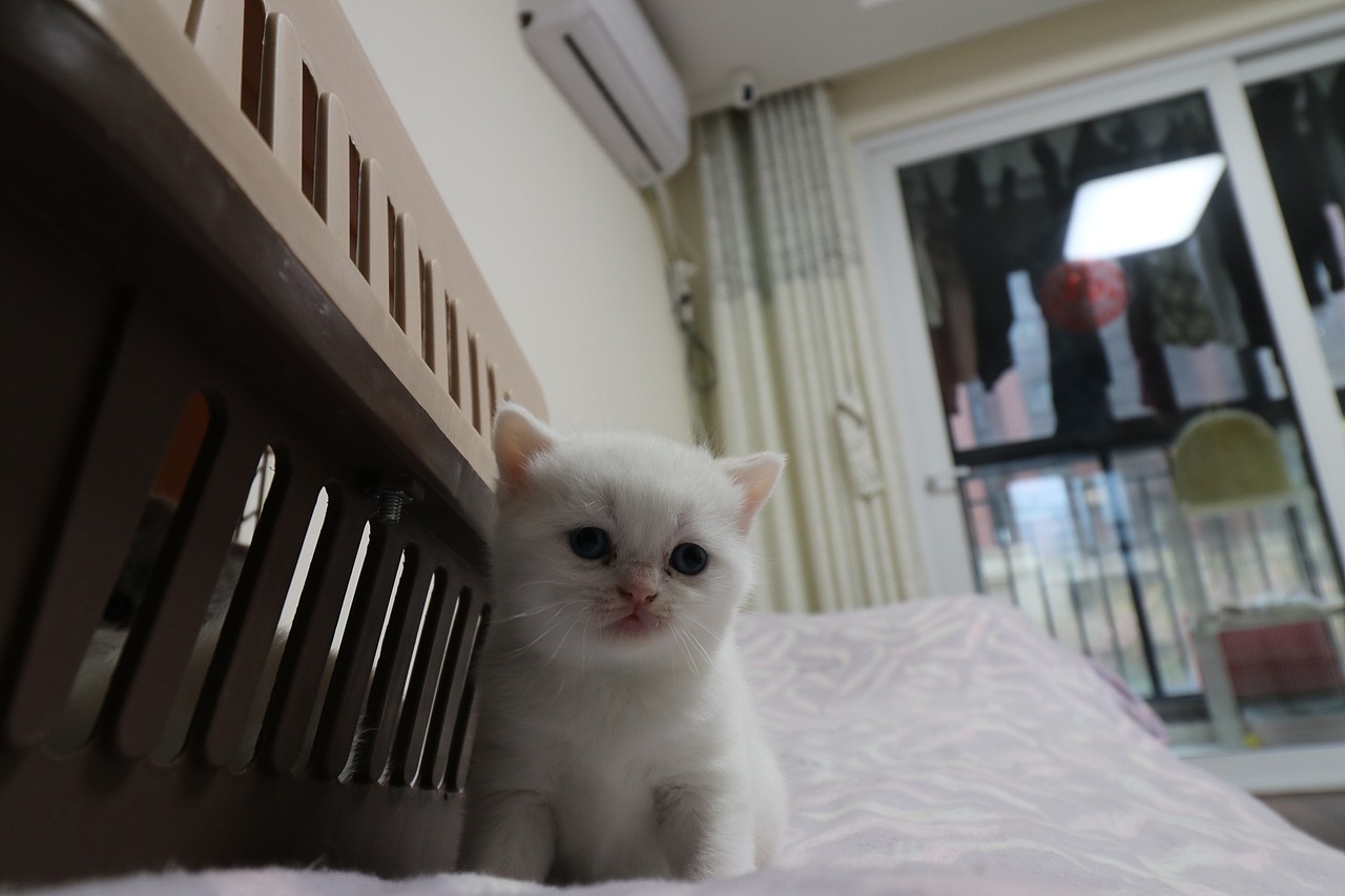 猫 161-英短-纯白-母-五粉-头无灰色毛-23-405g（图ZMjA4NjA2ODY4） - 宠物摄影 - 站酷设计师沐米猫舍原创素材 - 站酷ZCOOL