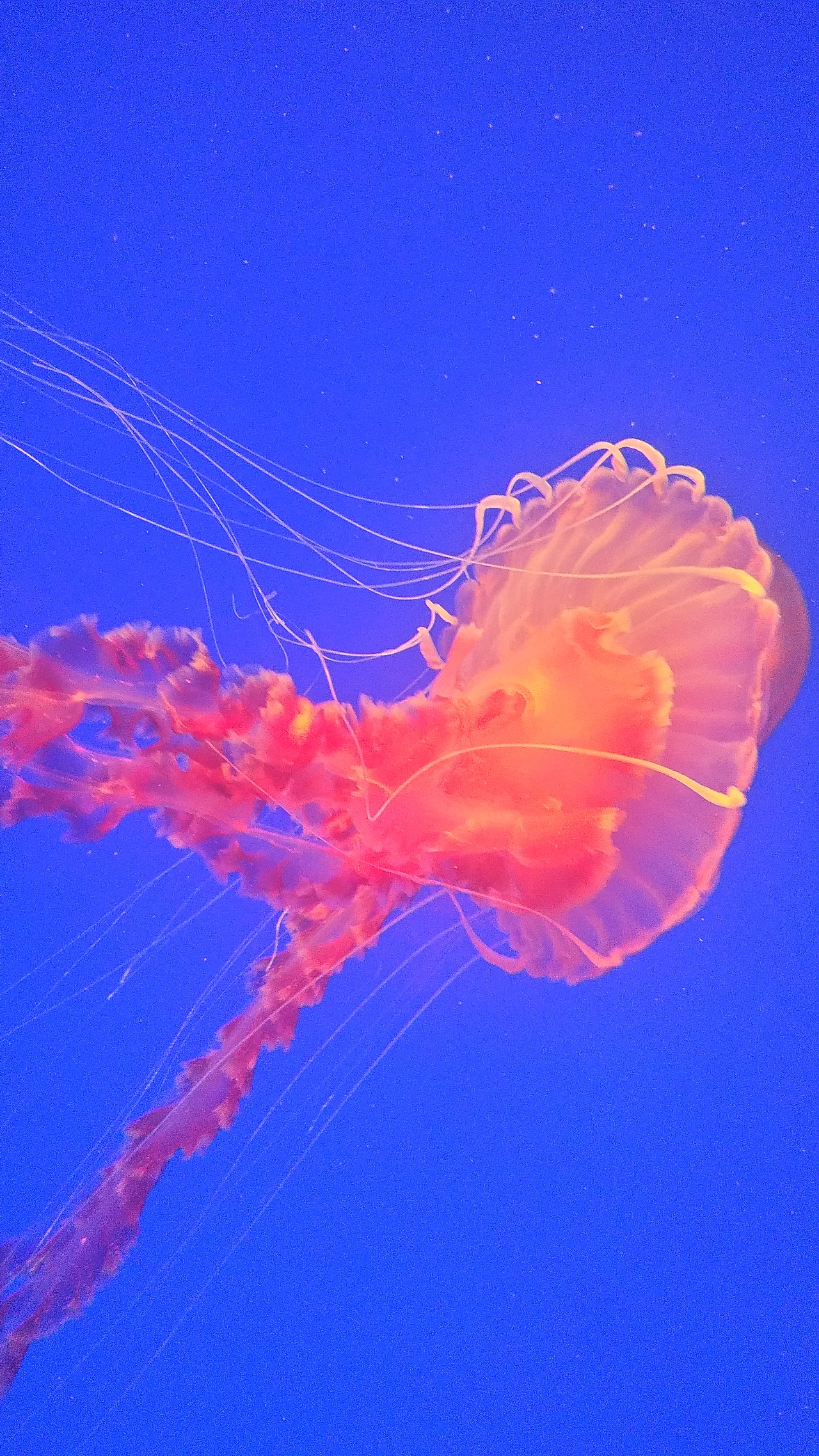 水母,海洋的水彩画