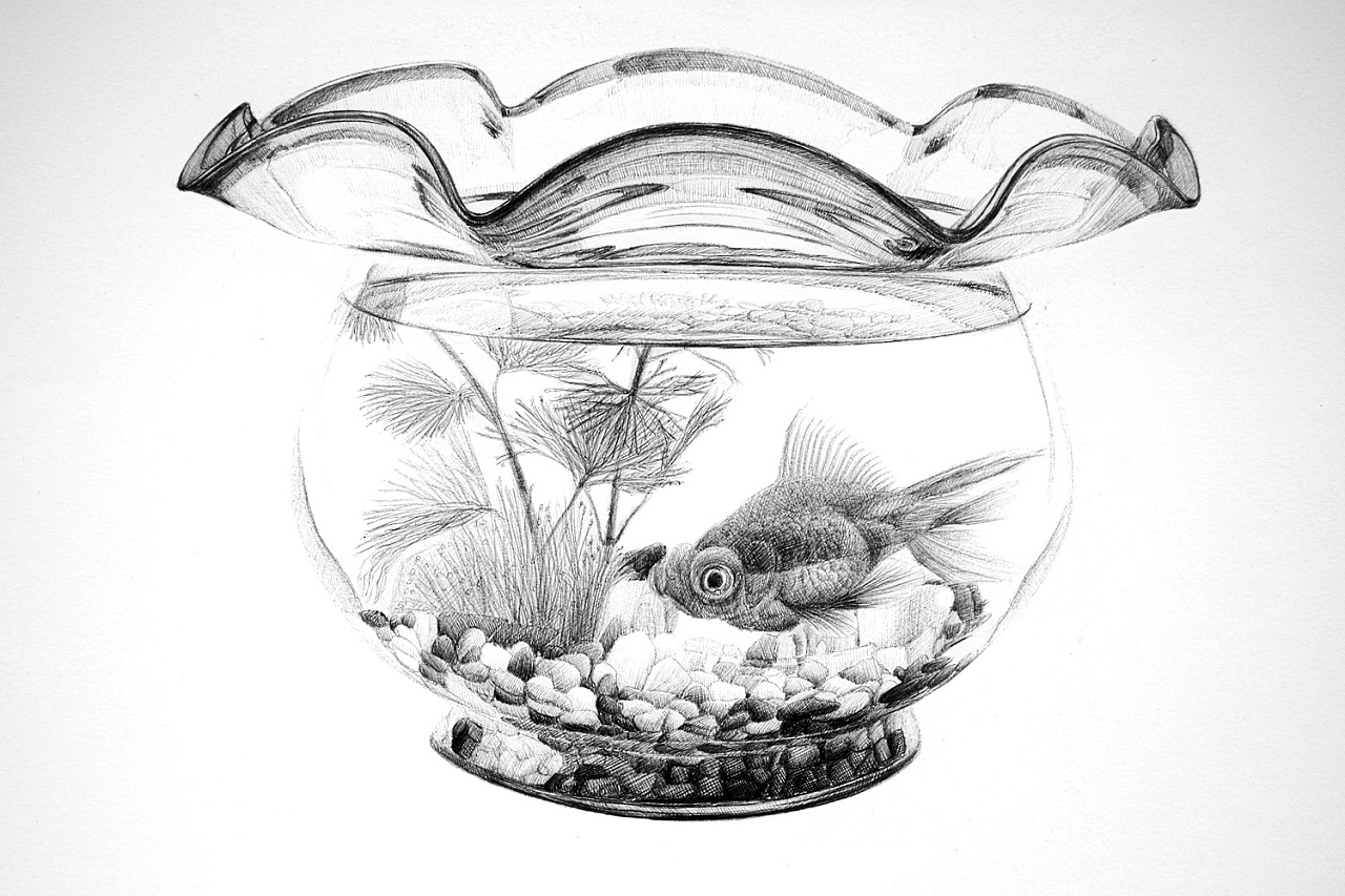 鱼缸的画法素描图片图片