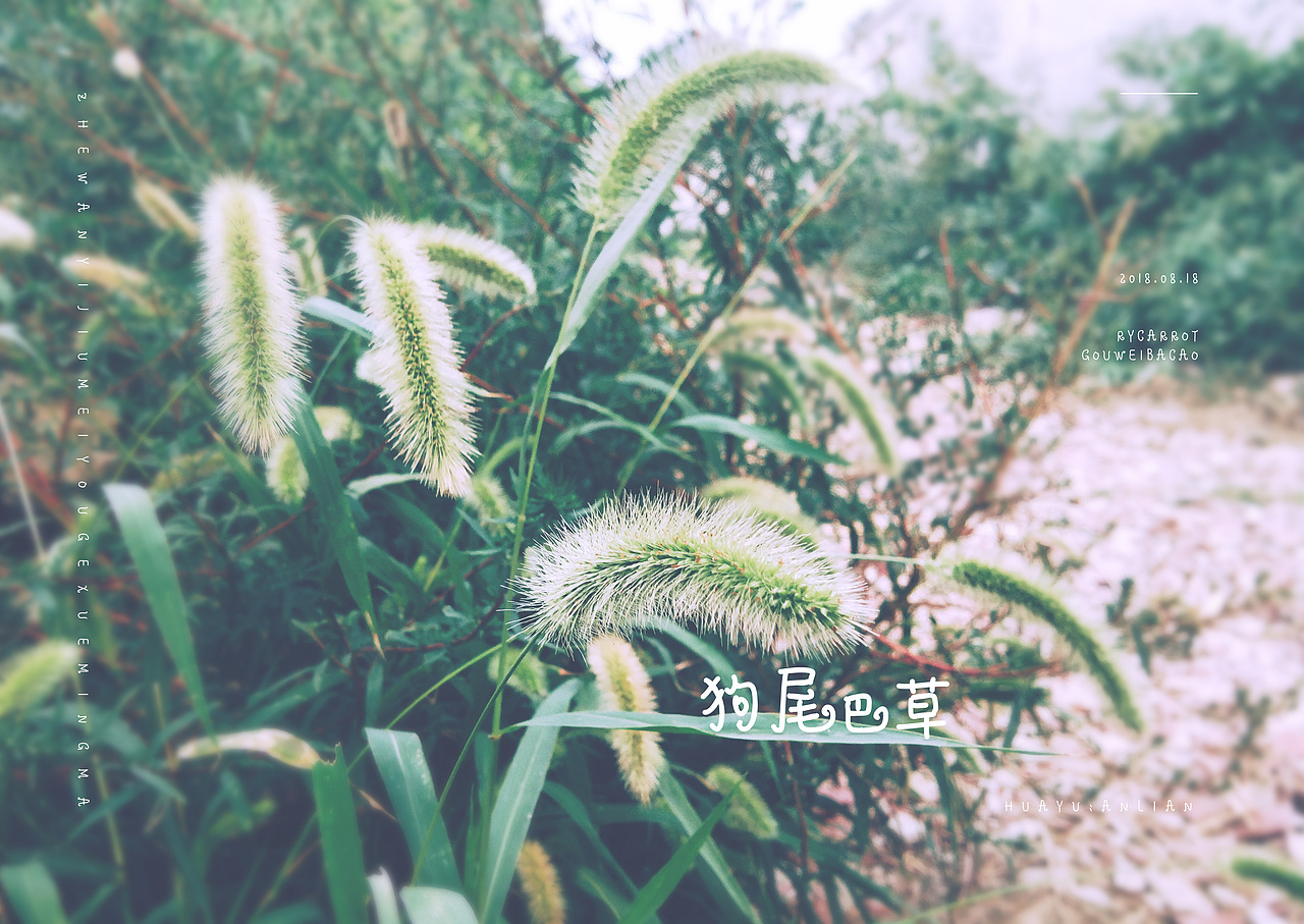 一些小照片（图ZMTI3Mzk0NDM2） - 修图/后期 - 站酷设计师灿烂的胡萝卜原创素材 - 站酷ZCOOL