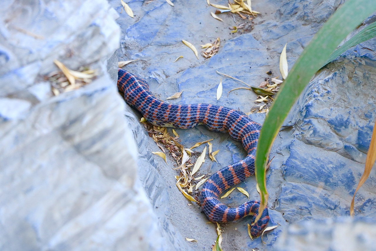 夏荷（图ZMTY0ODkwNDgw） - 产品摄影 - 站酷设计师行走的口袋原创素材 - 站酷ZCOOL