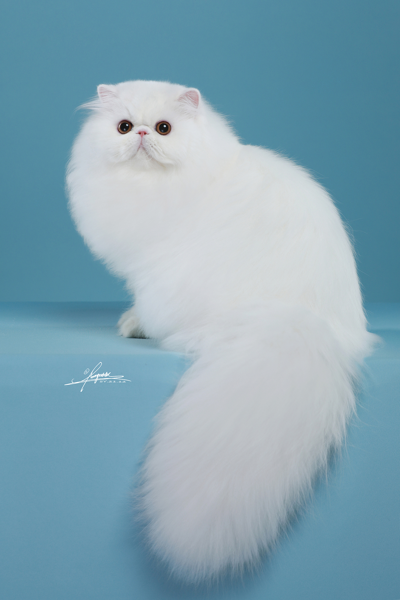 波斯猫-amyworks探须视觉