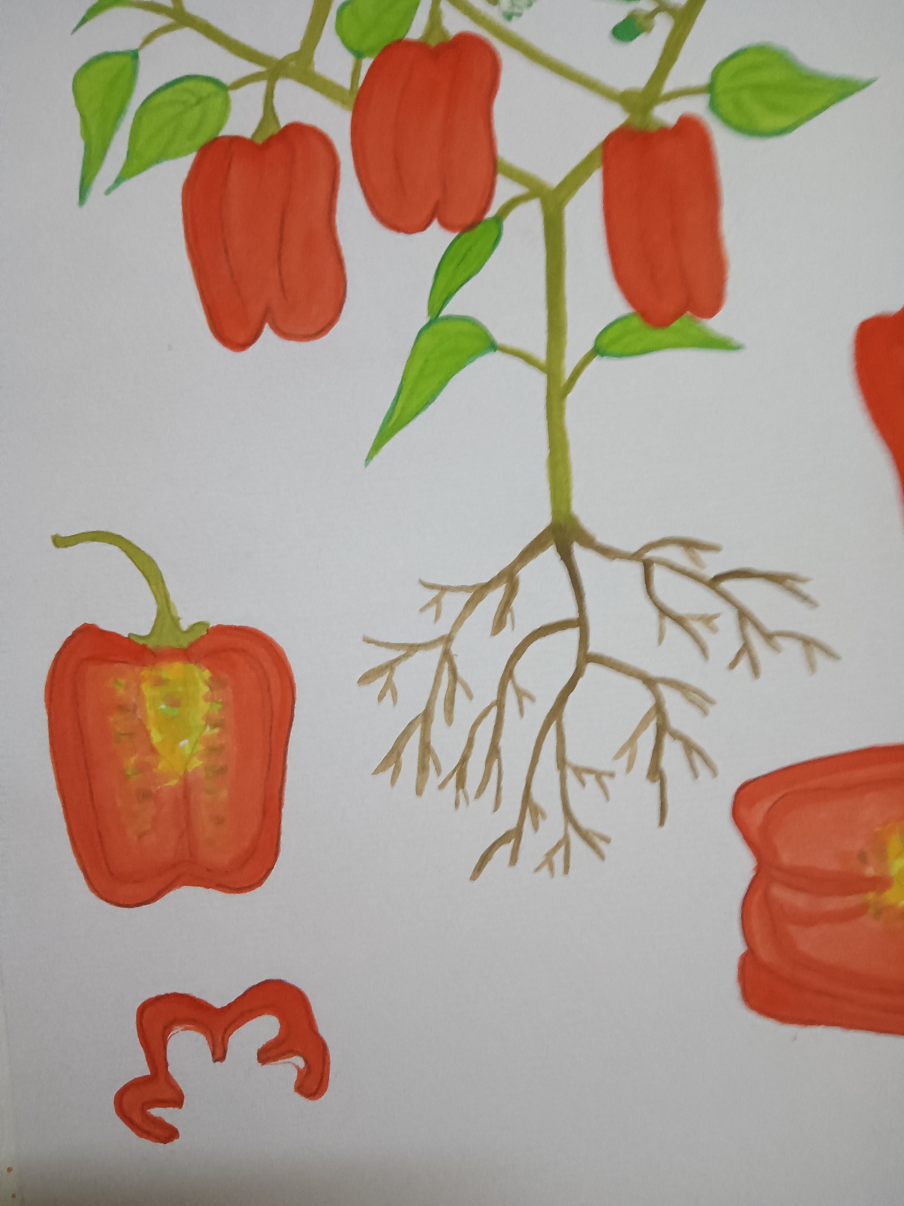 植物生长(辣椒)