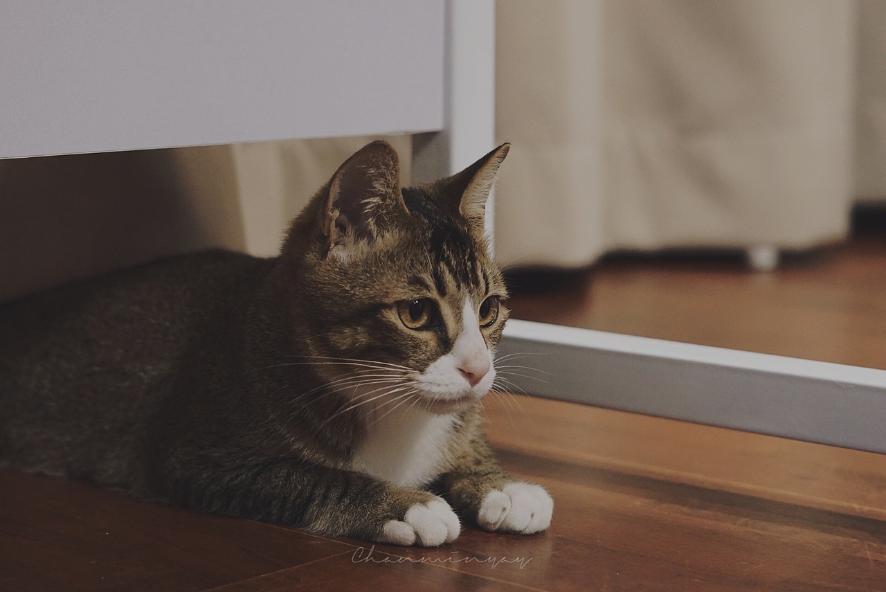猫猫请看我·一