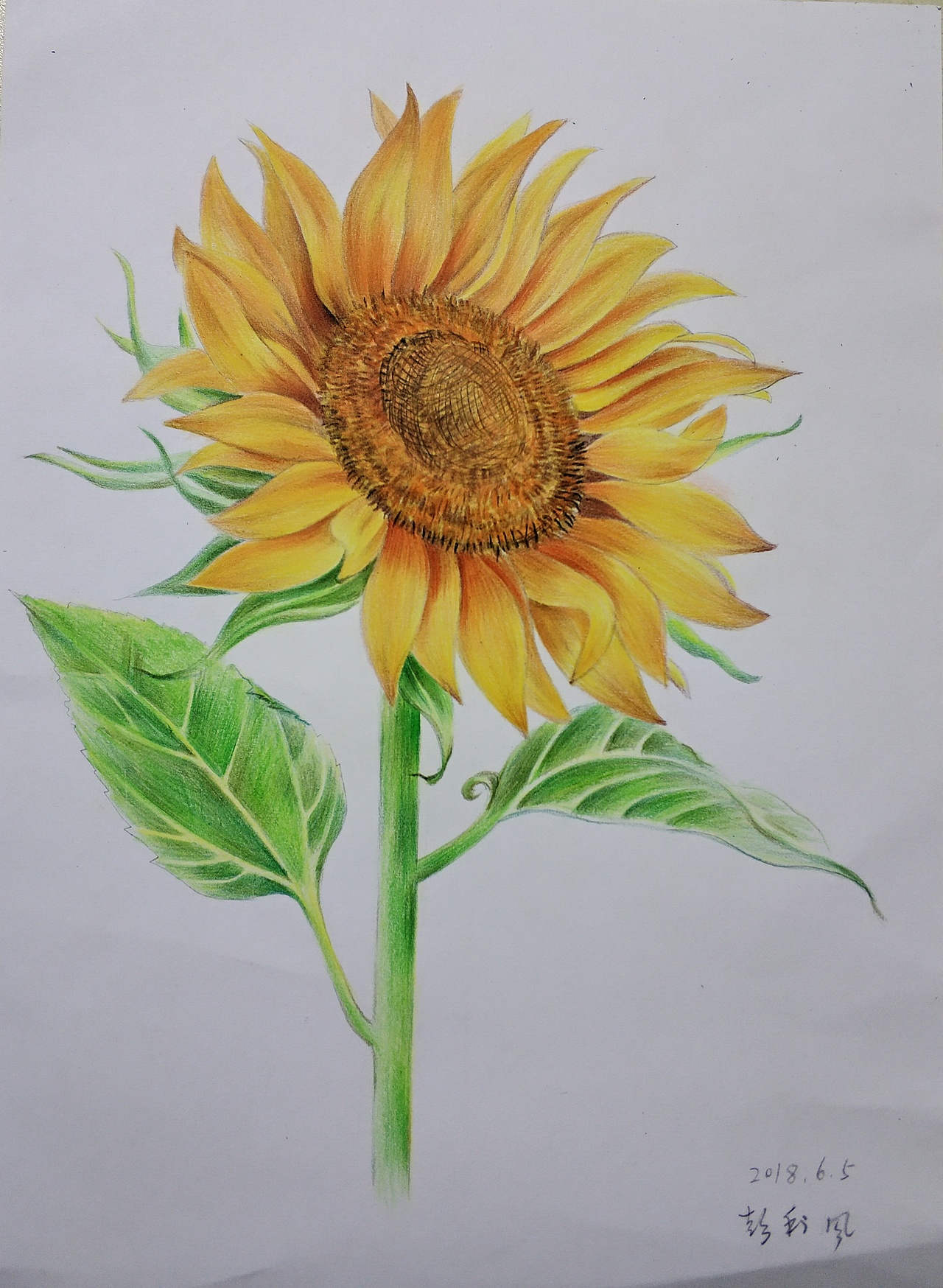 向日葵-彩铅临摹练习