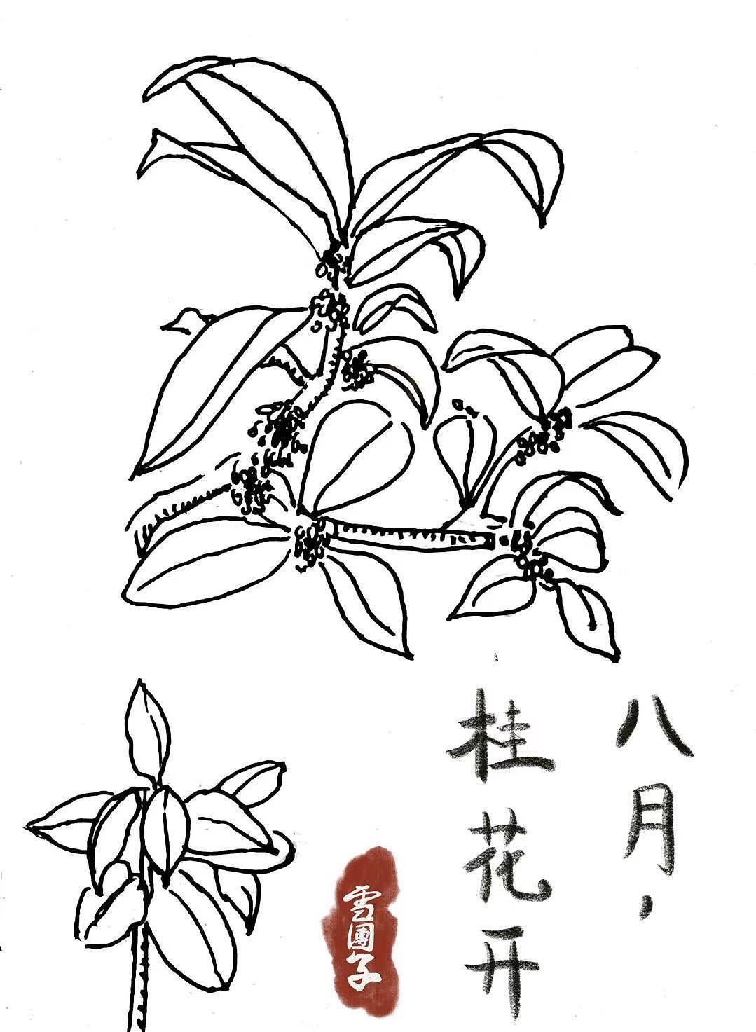 桂花（图ZMzc4MTUxMDky） - 创作习作 - 站酷设计师雪团子Koala原创素材 - 站酷ZCOOL
