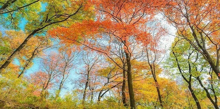 家乡的秋天（图ZMTMwODc2NzUy） - 风光摄影 - 站酷设计师雁过无恒原创素材 - 站酷ZCOOL