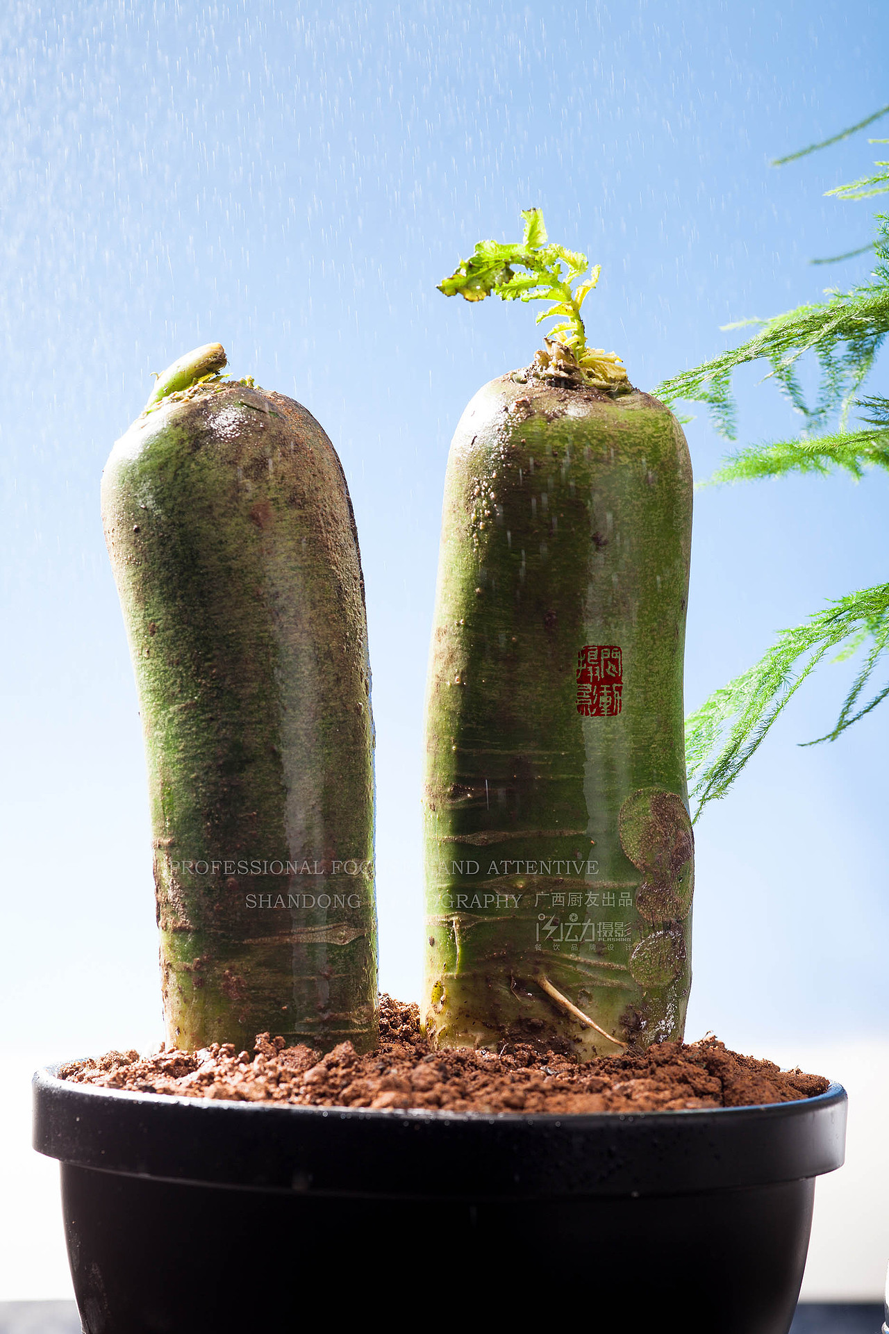 新鲜的新奇特养生食材