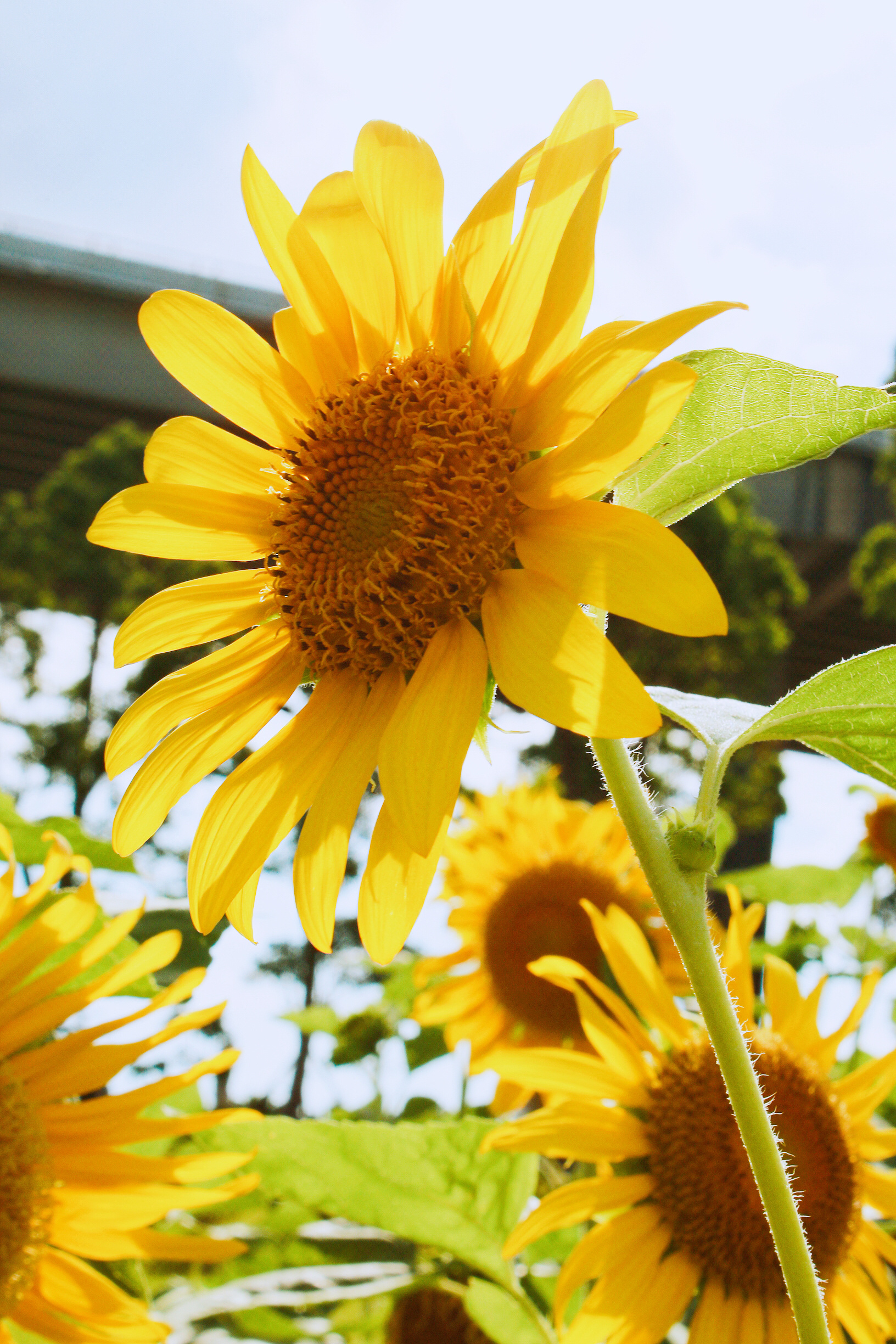 summer午后&向日葵