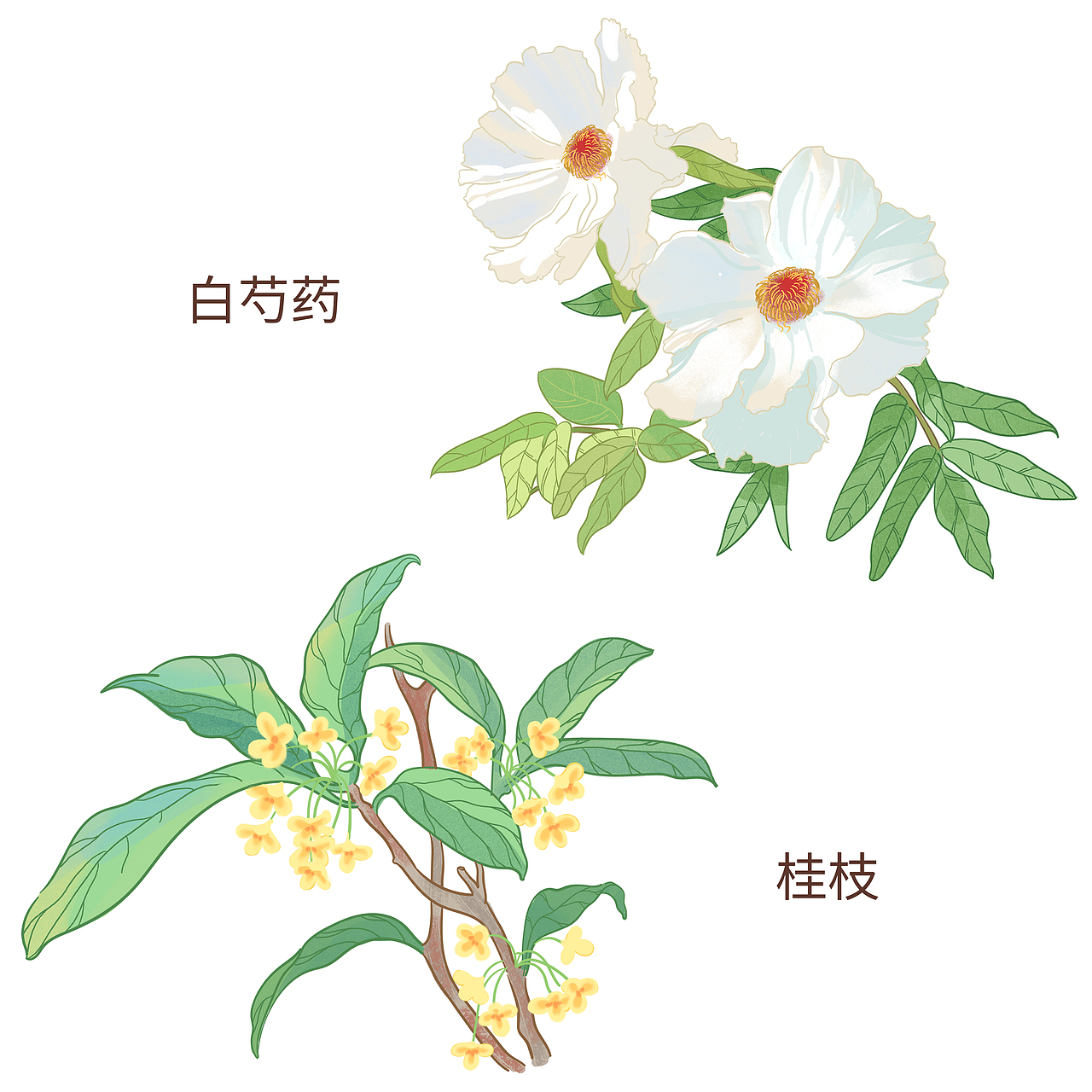 小雪与重阳最近的中草药植物插画~华润三九旗下公众号本草悟