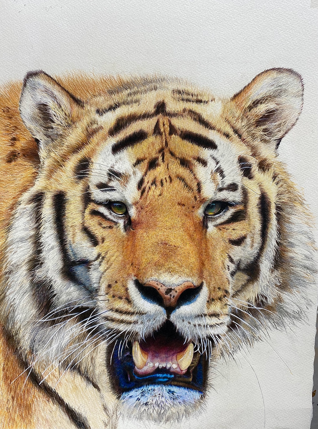 彩铅#手绘#老虎头像#新年老虎