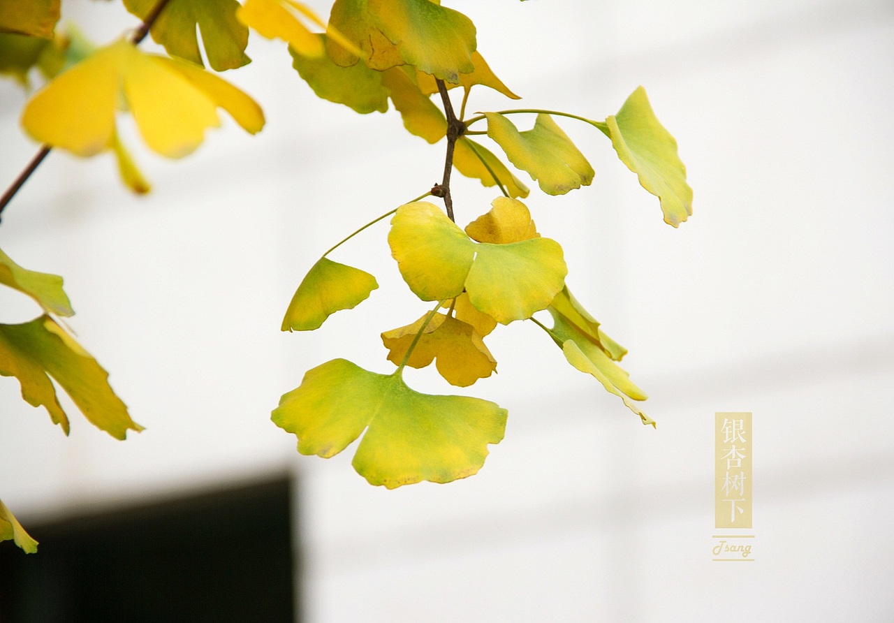 银杏树下（图ZNjgwMjE1MzY=） - 风光摄影 - 站酷设计师祐祐祐_原创素材 - 站酷ZCOOL