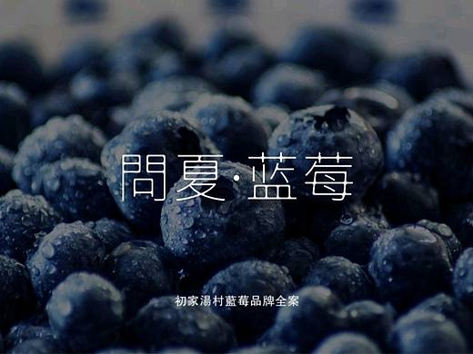问夏·蓝莓 Ⅰ 蓝莓品牌设计