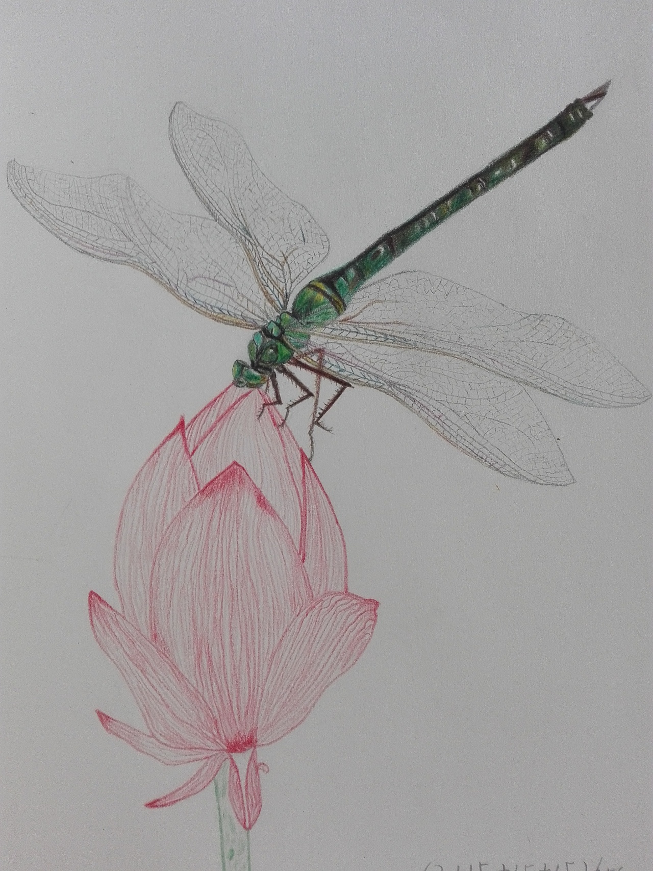 蜻蜓的画法彩铅图片