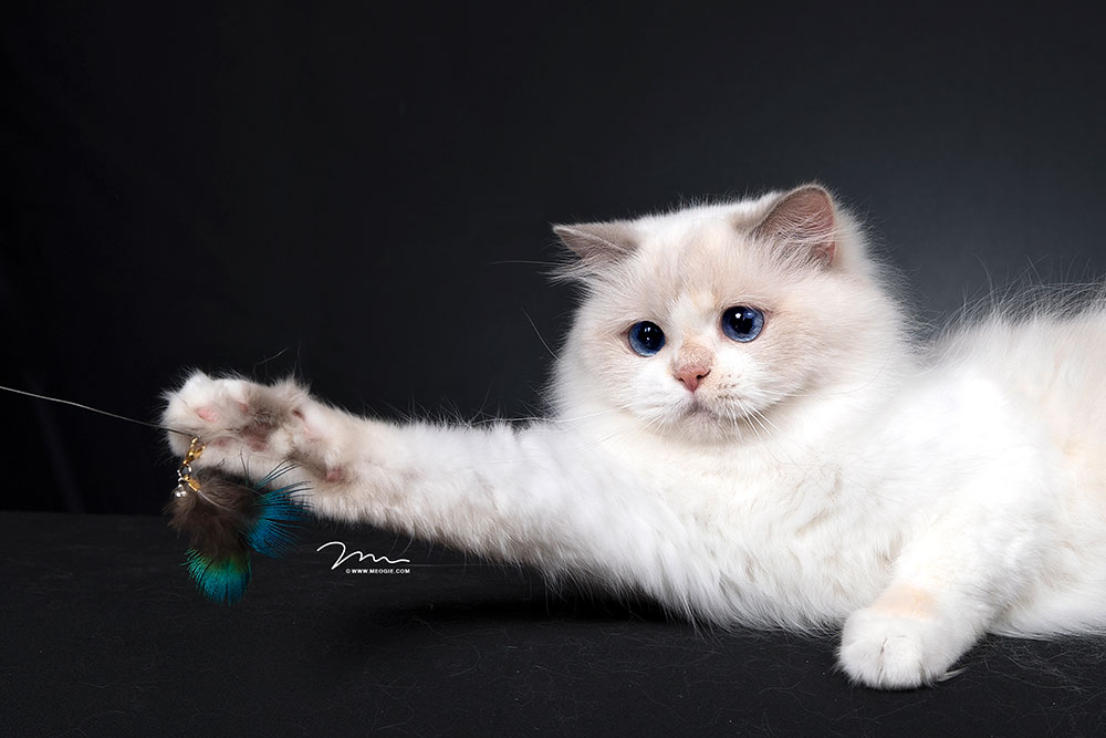 陳多拉的個人主頁（背景預覽） - 主頁背景設(shè)置 - 站酷設(shè)計師陳多拉原創(chuàng)素材 - 站酷ZCOOL