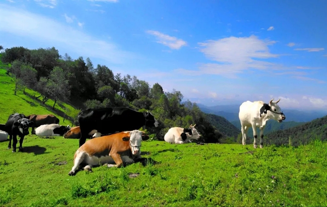 🍀醉在水草丰美的夏天里🍀
