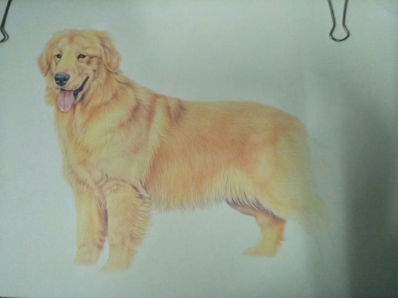 手绘金毛犬