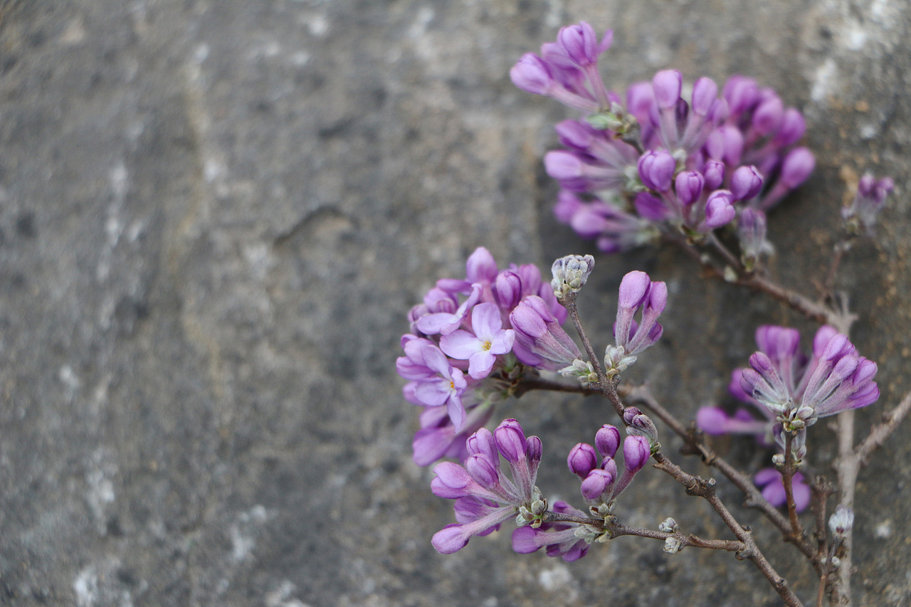 早春山上的不知名小紫花