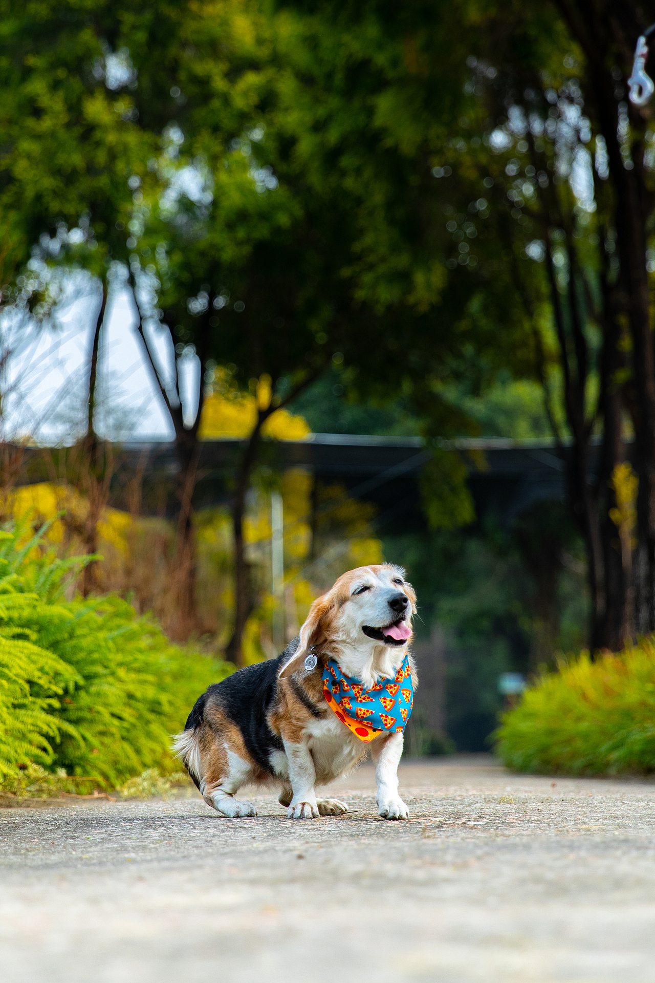 宠物摄影/宠物写真/户外拍摄（图ZMjQwMjYzMzk2） - 宠物摄影 - 站酷设计师宠物摄影师阿牙原创素材 - 站酷ZCOOL