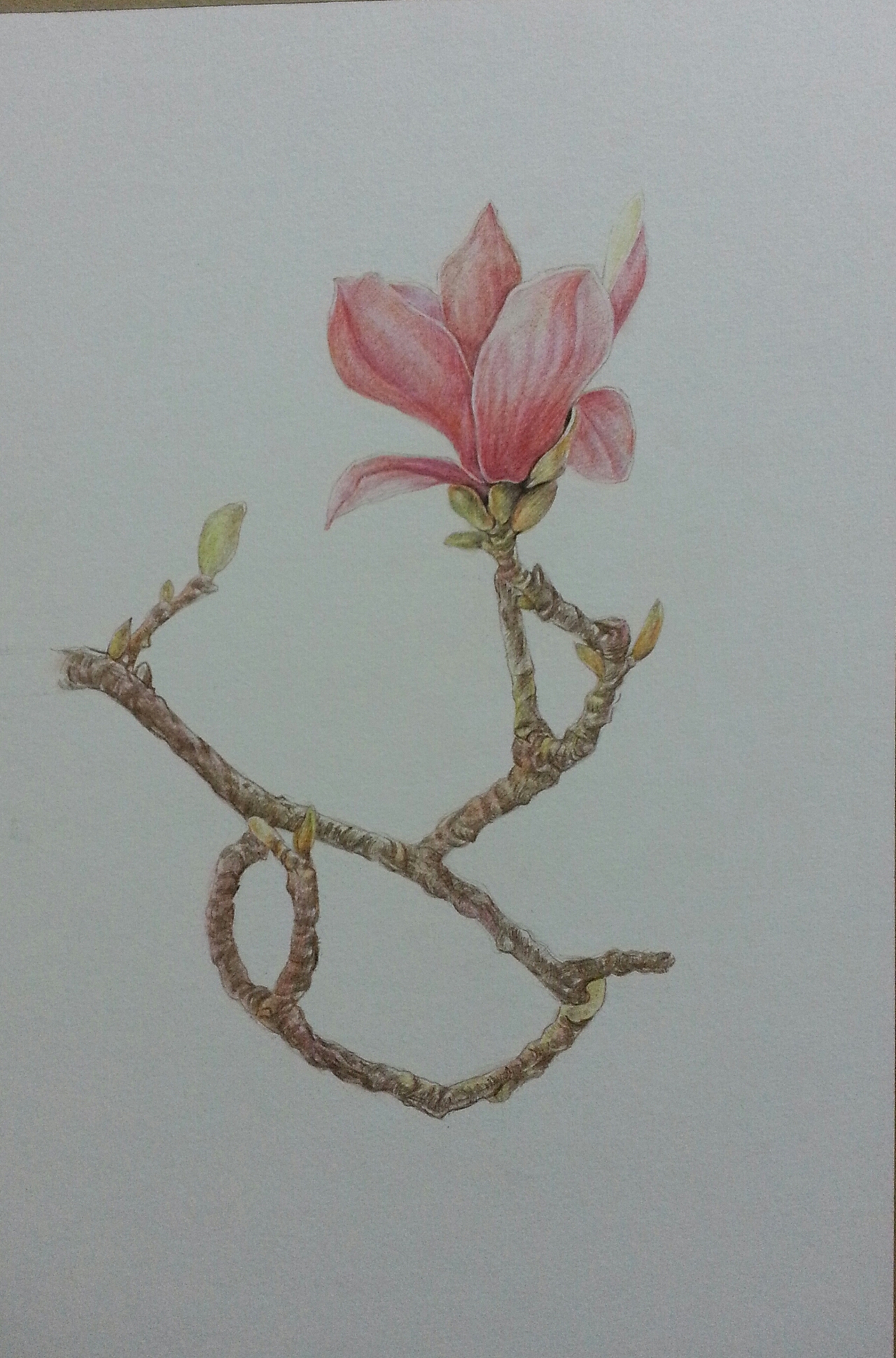 彩铅——玉兰花 (学自葱二)