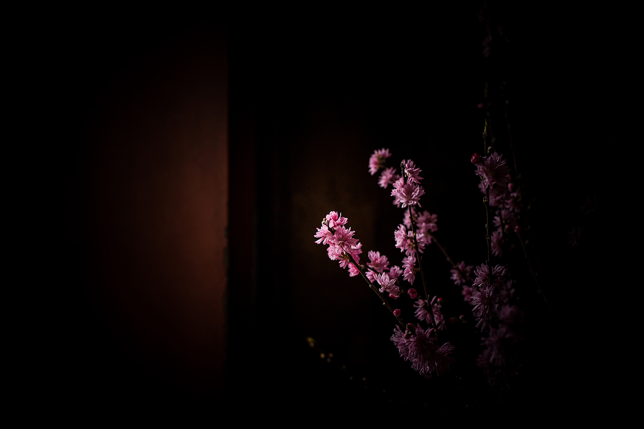 寻梅（图ZMTA4Njc0NDQ0） - 产品摄影 - 站酷设计师姚澈Cheyo原创素材 - 站酷ZCOOL