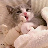 爱吃鱼的大脸猫阿的头像