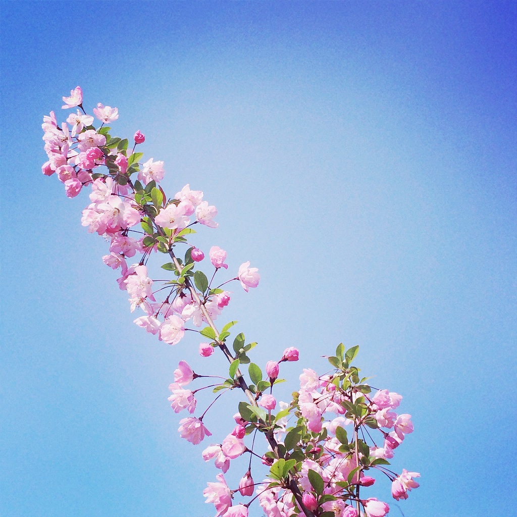 手机随手拍——樱花Sakura（图ZMjIzNjc3NTY=） - 风光摄影 - 站酷设计师reatty513原创素材 - 站酷ZCOOL