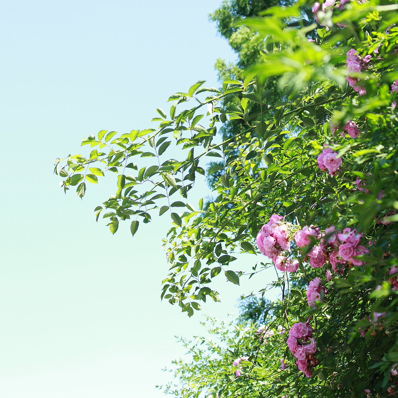 老片（图ZNjAwODc5OTY=） - 风光摄影 - 站酷设计师天上的羊原创素材 - 站酷ZCOOL