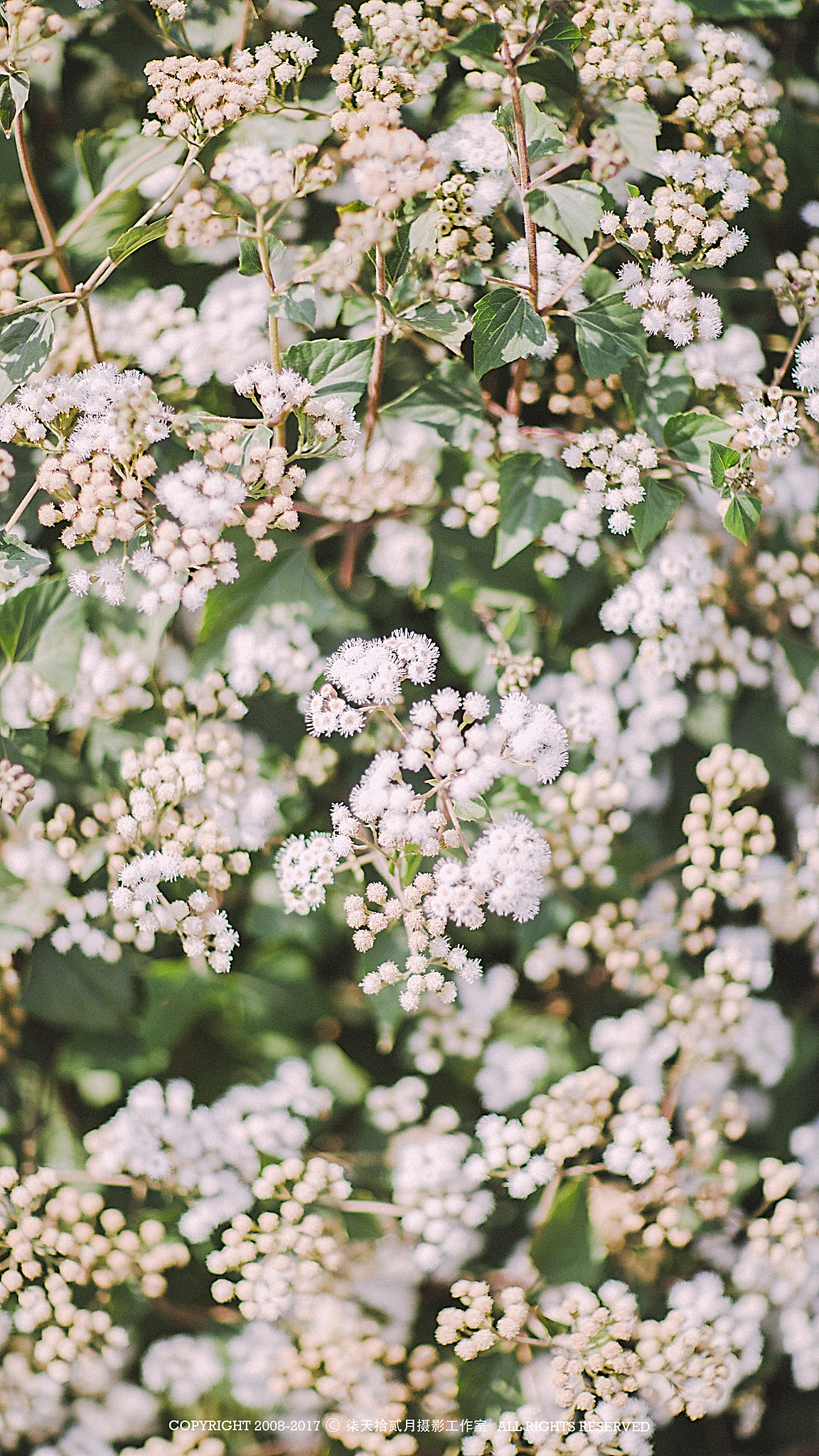 大理手机壁纸（图ZNzc4OTY4NDg=） - 风光摄影 - 站酷设计师monkeyivan原创素材 - 站酷ZCOOL