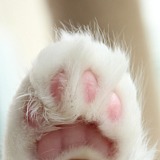 猫了个猫猫的头像