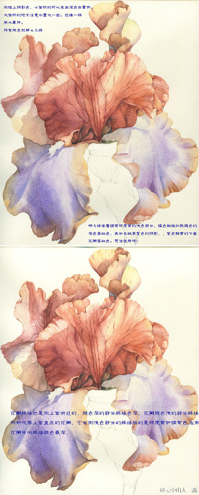 美丽鸢尾教程（图ZNDE5ODU5NzY=） - 商业插画 - 站酷设计师三淼君原创素材 - 站酷ZCOOL