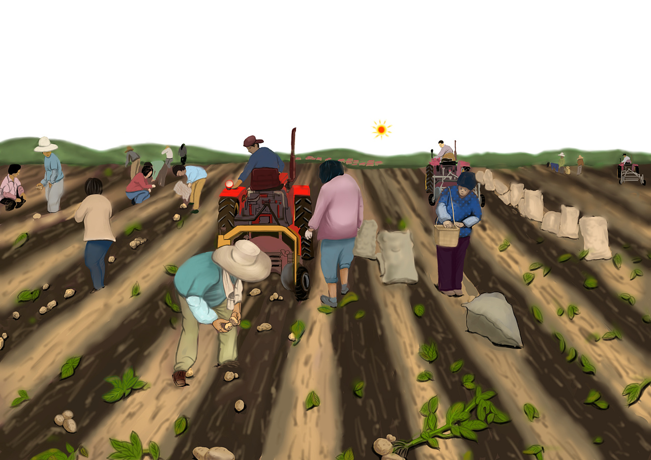 马铃薯种植场景图|插画|商业插画|kaermedy - 原创作品 - 站酷 (zcool
