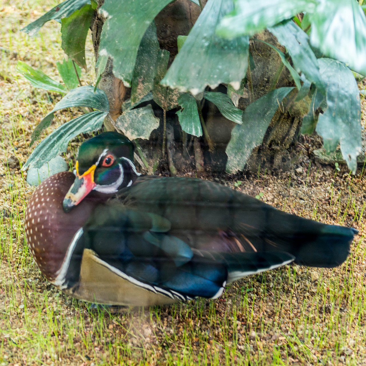 闹市中,有一片动植物的天堂