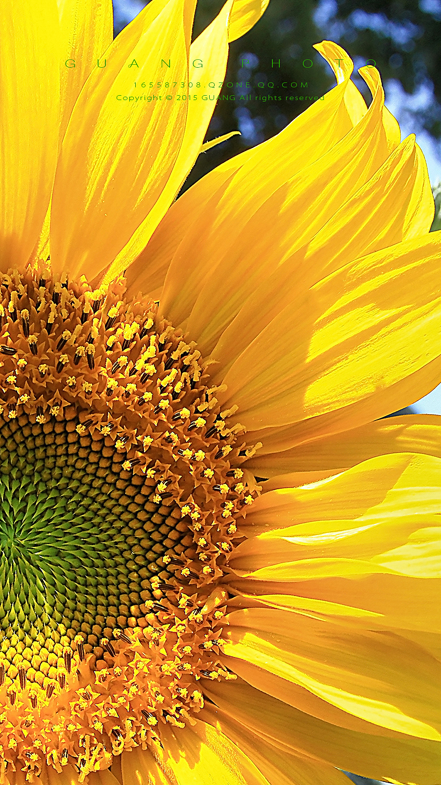 向日葵|摄影|风光|guang_vision - 原创作品 - 站酷 (zcool)