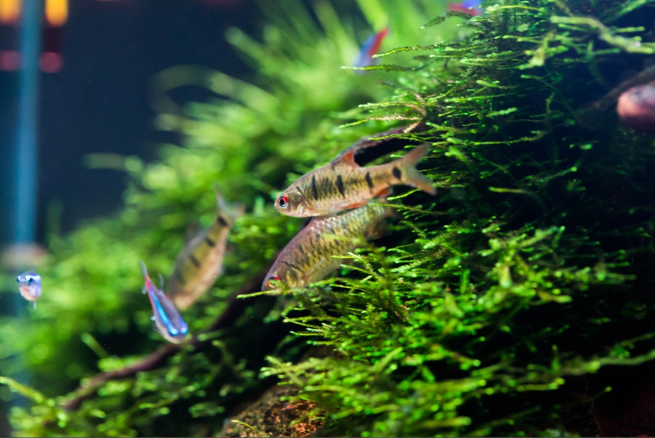 办公室小方缸（图ZMTM3NjIwMTY4） - 绘画 - 站酷设计师野蛮驴友原创素材 - 站酷ZCOOL