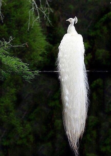 她 一只白孔雀（图ZOTk2MjExNDQ=） - 商业插画 - 站酷设计师卡卡马迷原创素材 - 站酷ZCOOL