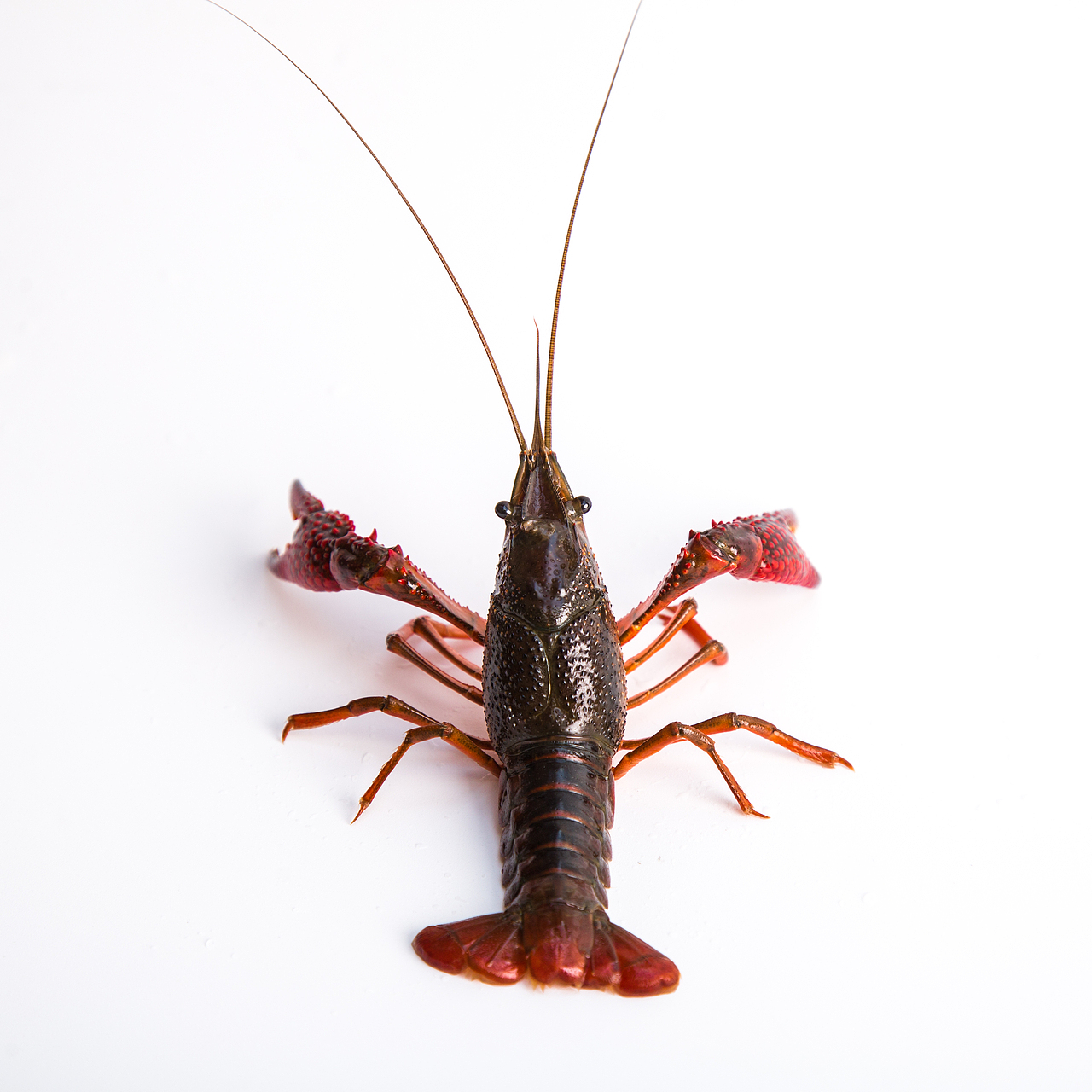 产品摄影 小龙虾（图ZMjgwNzQ5MDg0） - 产品摄影 - 站酷设计师木几产品摄影原创素材 - 站酷ZCOOL