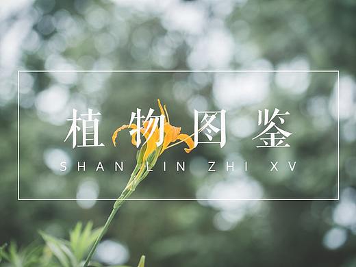 植物图鉴（五）│ 山 路 风 来 草 木 香
