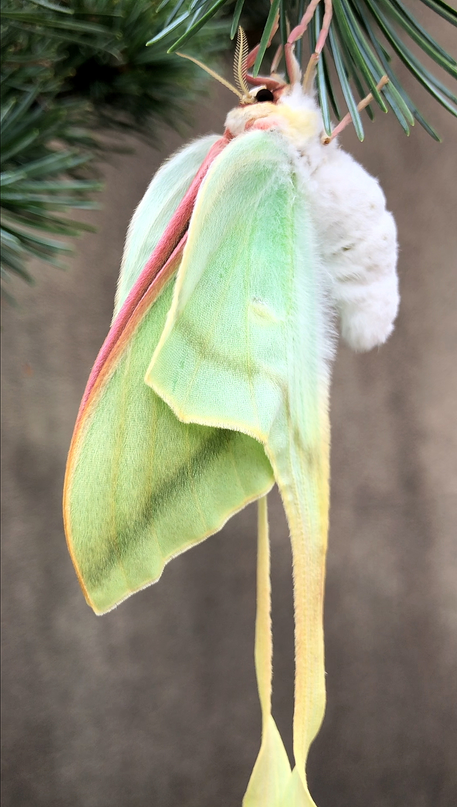 幺蛾子中的小仙女长尾大蚕蛾母2021723