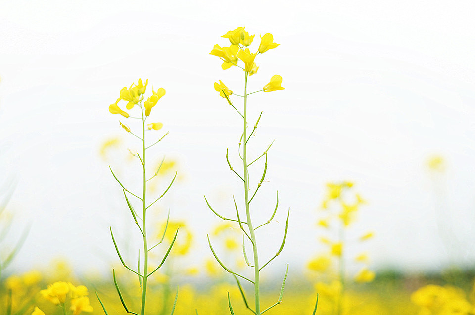 春光烂漫赏花去之油菜花