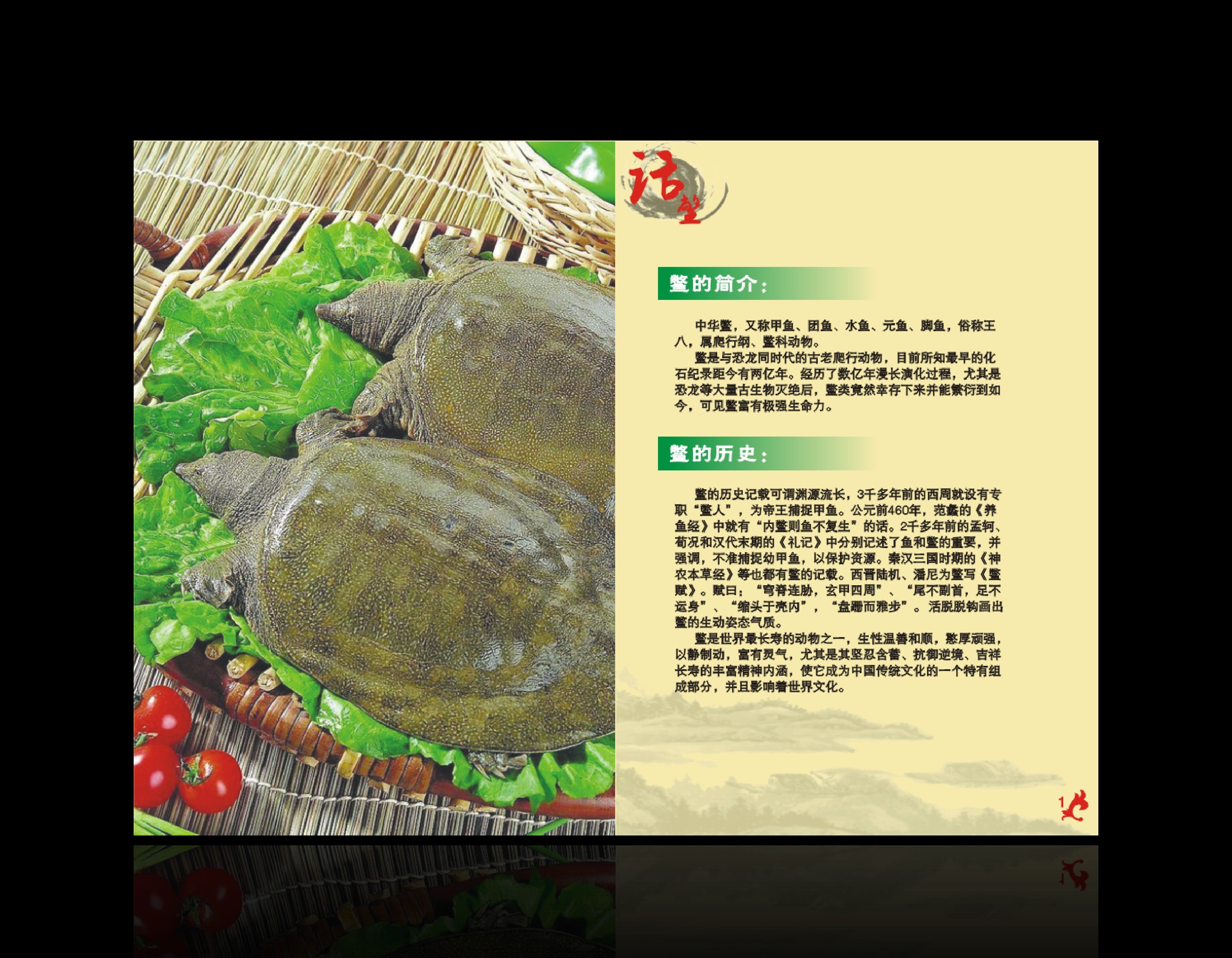 甲鱼宣传册