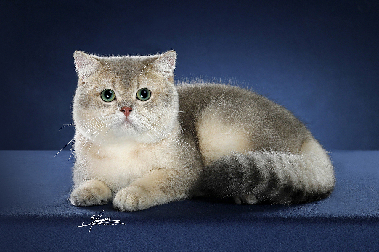 英国短毛猫|摄影|宠物摄影|amyworks2ocean_原创作品-站酷zcool